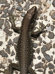 Adolfus kibonotensis