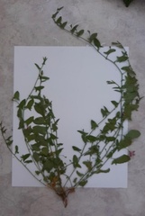 Convolvulus arvensis