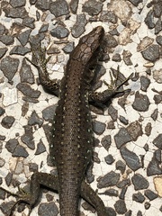 Adolfus kibonotensis