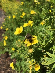Bombus