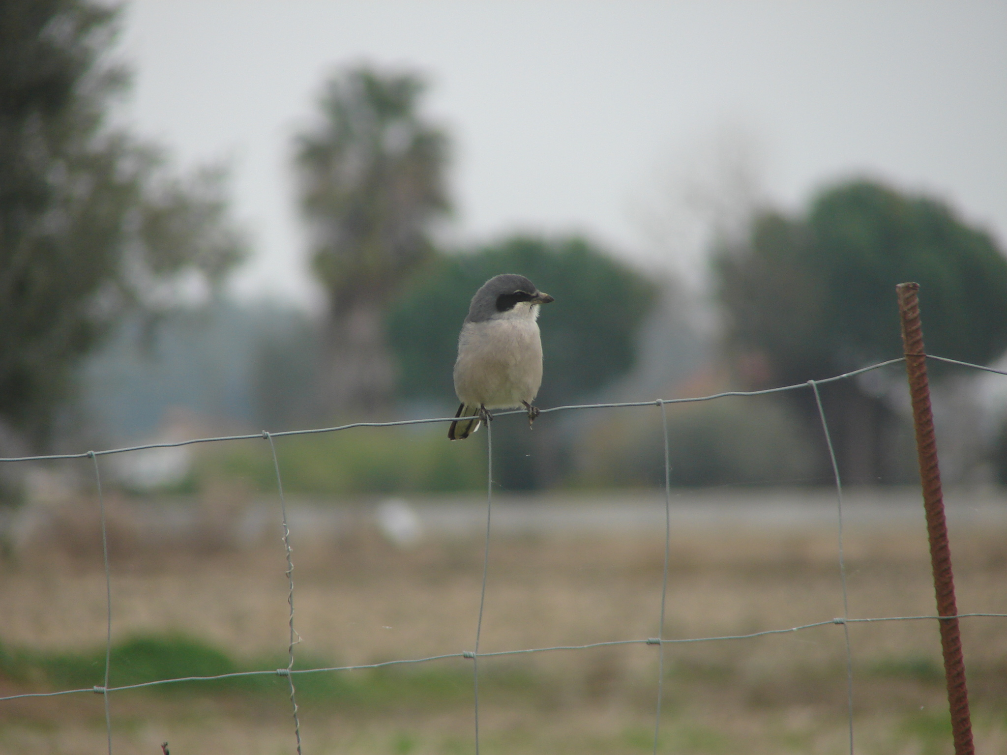 Iberian Grey Shrike