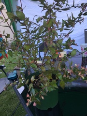 Abelia × grandiflora