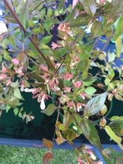 Abelia × grandiflora