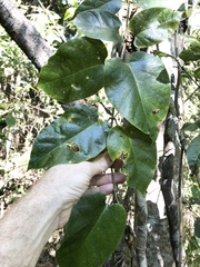 Parsonsia fulva