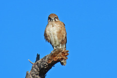 Brown Falcon photo 2