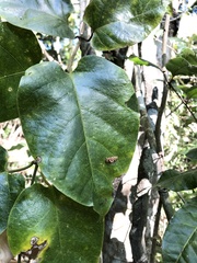 Parsonsia fulva