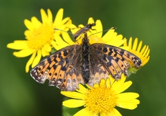 Boloria titania