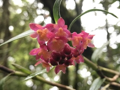 Epidendrum restrepoanum