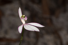 Caladenia catenata