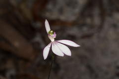 Caladenia catenata