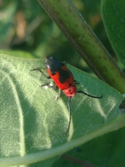 Tetraopes melanurus