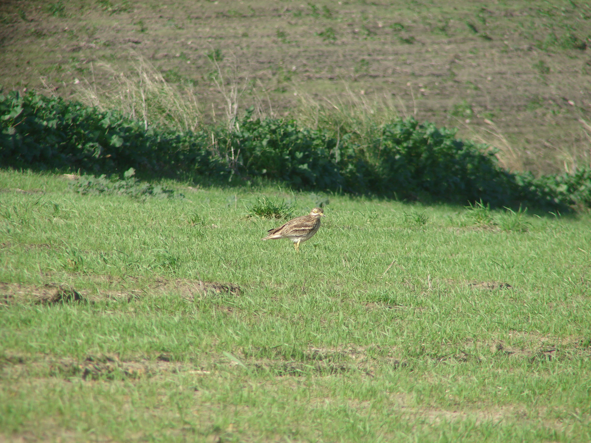 Eurasian Stone-curlew