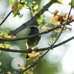 Phoenicurus ochruros