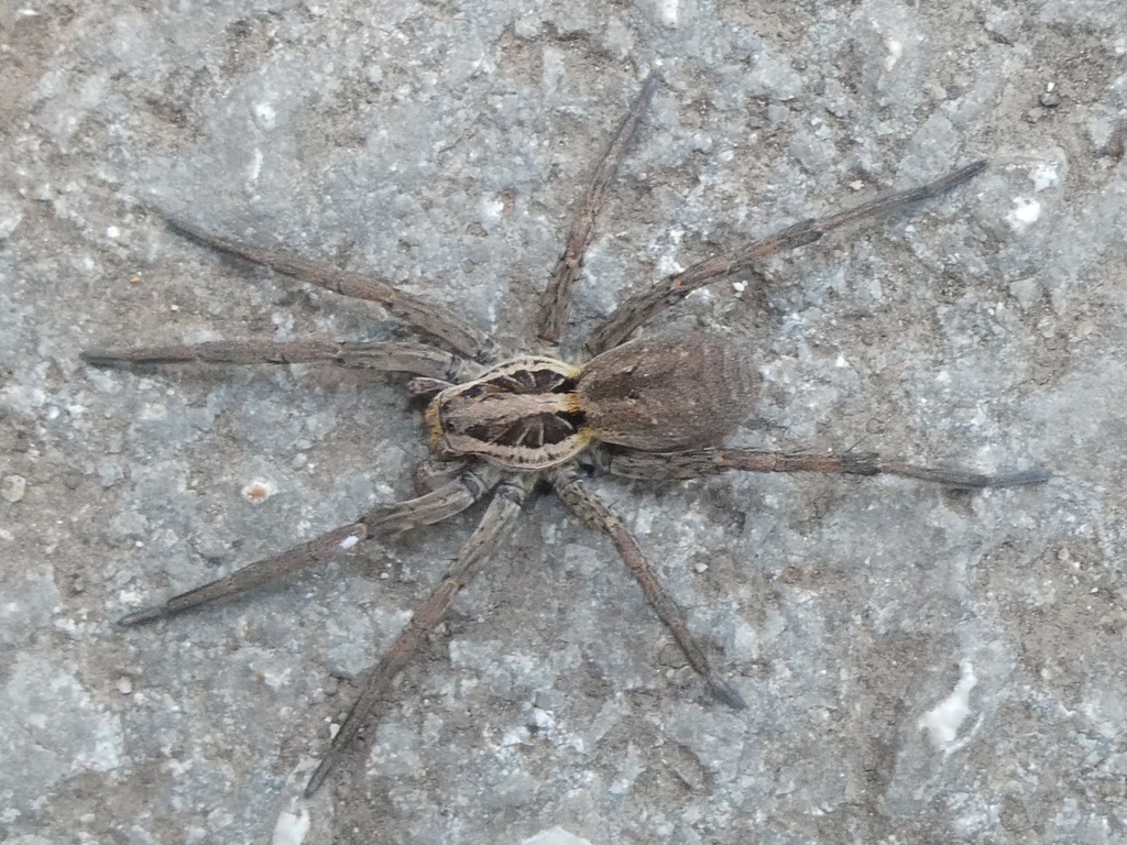 Radiated Wolf Spider from Koversada, Vrsar, County of Istria, HR on