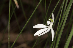 Caladenia catenata