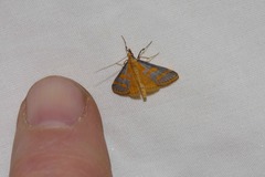 Metallarcha phaenolis