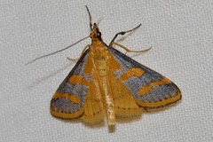 Metallarcha phaenolis