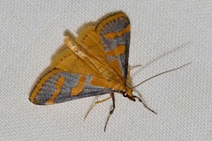 Metallarcha phaenolis