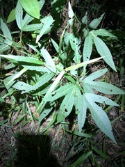 Hibiscus heterophyllus