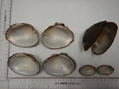 Glebula rotundata