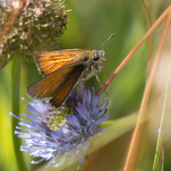 Thymelicus sylvestris