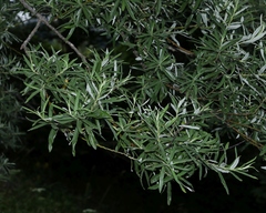 Salix eleagnos