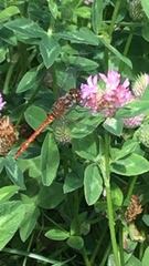 Sympetrum sanguineum