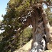 Juniperus foetidissima - Photo (c) CTO Zurich, μερικά δικαιώματα διατηρούνται (CC BY)