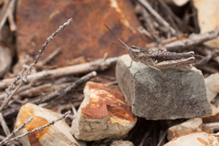 Chorthippus maritimus