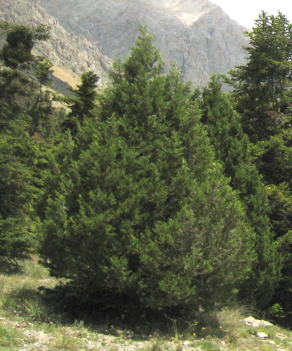 foetid juniper