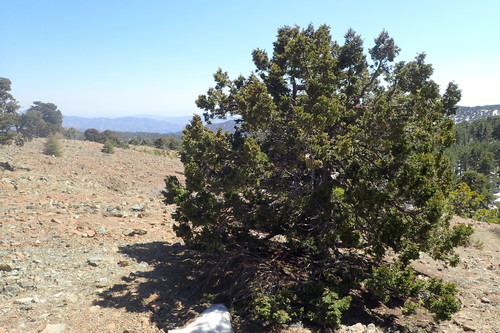 foetid juniper