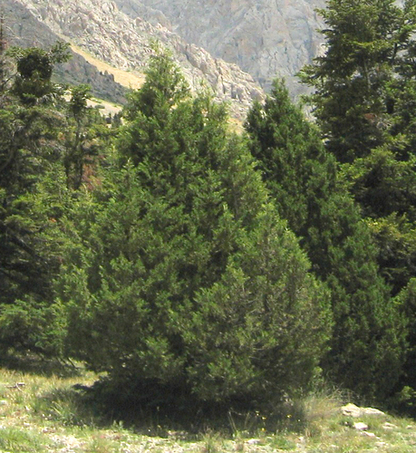 foetid juniper