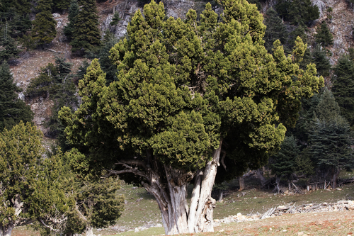 foetid juniper