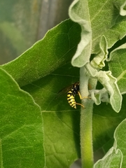 Vespula vulgaris