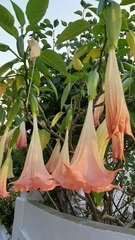 Brugmansia versicolor
