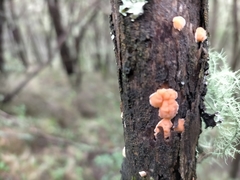 Aleurodiscus ochraceoflavus