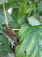Harmonia axyridis
