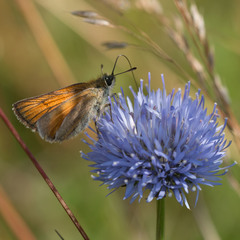 Thymelicus sylvestris
