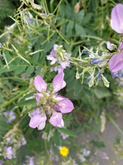 Galega officinalis