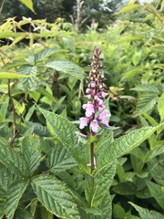 Stachys latidens