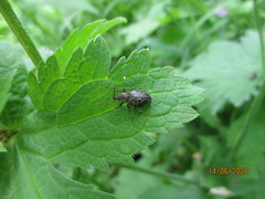 Otiorhynchus tristis