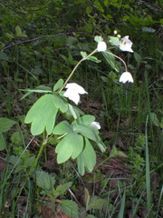 Isopyrum thalictroides