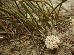 Lomandra juncea