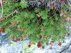 Rhodiola coccinea