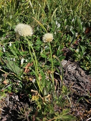 Allium flavidum