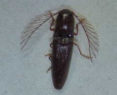 Dicrepidius palmatus