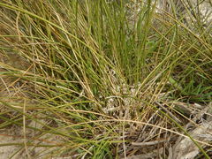 Lomandra juncea