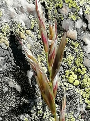 Helictochloa hookeri