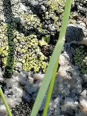 Helictochloa hookeri