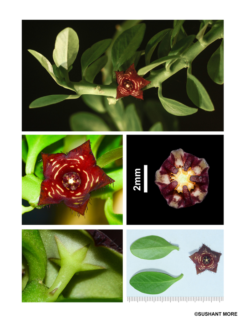 Frerea indica Dalzell 2